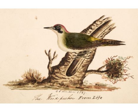 Ornithological Watercolours. Two Albums of original watercolour studies by George Farnden, circa 1826-27, 36 watercolours, in