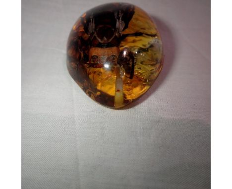 Large hornet preserved in amber tree resin. UK P&amp;P Group 1 (£16+VAT for the first lot and £2+VAT for subsequent lots)&nbs