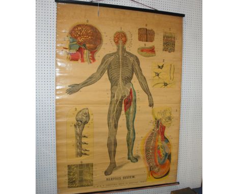 A W &amp; A.K. Johnston anatomy poster of the Nervous System, offset lithograph, 130 x 95cm Condition Report: Available upon 