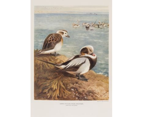 Birds.- Millais (John Guille) British Diving Ducks, 2 vol., first limited edition numbered 85 of 450 copies, 74 plates (39 co