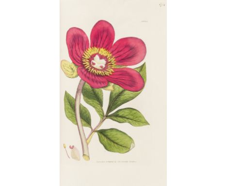 Botany.- Smith (James Edward) and James Sowerby. English Botany, vol.1-20 only (of 36), 2619 hand-coloured engraved plates, s