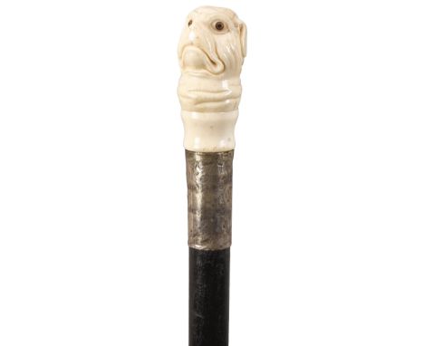 AN EARLY 20TH CENTURY WALKING CANE, the ivory handle carved as a dog's head, above foliate engraved silver collar hallmarked 