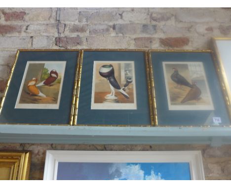 Three chromo lithograph Pigeon prints from Cassells Pigeon book - 24 cm x 19 cm 