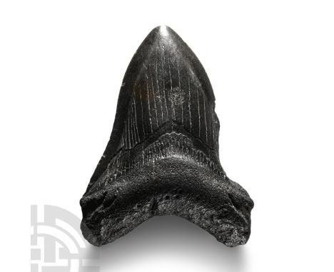 Pliocene Period, 5.2-2.5 million years B.P. Carcharocles megalodon displaying some good polished enamel.  160 grams, 10.7 cm 