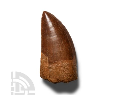 Cretaceous Period, circa 145-93 million years B.P. Of large size, displaying good enamel and serrations.  34.5 grams, 67 mm (