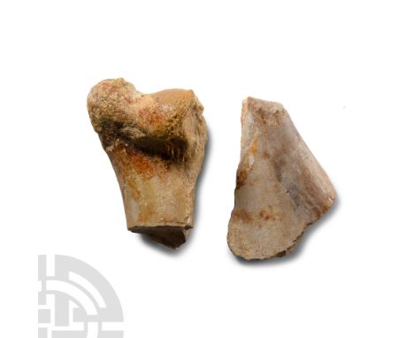 Cretaceous Period, circa 90 million years B.P. Comprising a clavicle bone section and a front leg bone section from Deltadrom