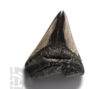 Lower Palaeolithic Period, circa 400,000 B.P. Carcharocles megalodon tooth with some good enamel.  100 grams, 78 mm (3 in.).F