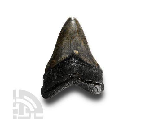 Lower Palaeolithic Period, circa 400,000 B.P. From Carcharocles megalodon, displaying some very good polished tooth enamel.  