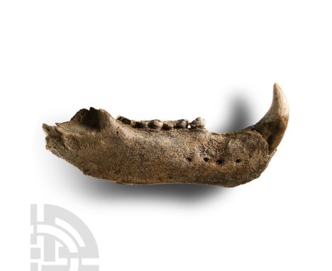 Pleistocene Age, circa 40,000-20,000 years B.P. From the right side of Ursus spelaeus lower jaw, displaying a canine and four