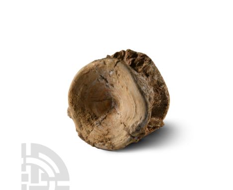 Upper Palaeocene Period, circa 56 million years B.P. From Otodus obliquus Agassiz 1843 (mackerel shark).  254 grams, 85 mm (3