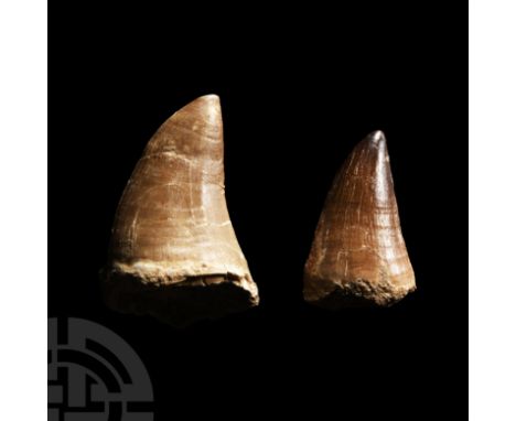 Cretaceous Period, circa 145-65 million years B.P. Comprising two large specimens with good enamel; one repaired.  79 grams t