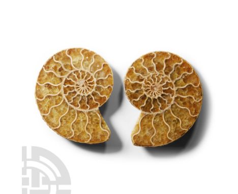 Jurassic Period, Bacocian Stage, 168-172 million years B.P. Cleoniceras sp. ammonite, polished to reveal the distinctive patt