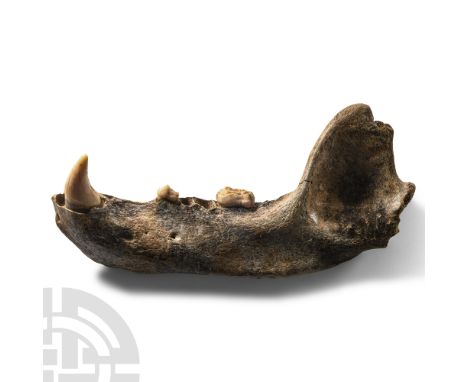 Pleistocene Age, circa 40,000-20,000 years B.P. From the left side lower jaw of Ursus spelaeus displaying a canine and two ot