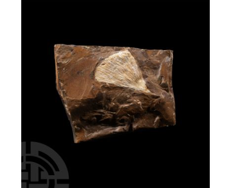 Carboniferous Period, 359-299 million years B.P. The light-coloured specimen on a matrix.  103 grams, 72 mm (2 3/4 in.).From 