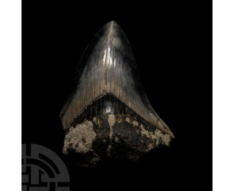 Pliocene Period, circa 5.2-2.5 million years B.P. From Carcharocles megalodon with serrated edges and two-toned enamel.  194 