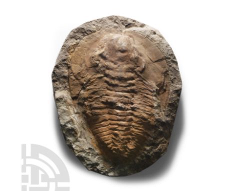 Devonian Period, circa 417-354 million years B.P. Cambropallas telesto on a light brown matrix.  1.6 kg, 21.5 cm (8 1/2 in.).