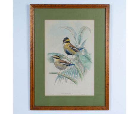 An original hand-colored lithograph on paper by John Gould and Henry Constantine Richter of two smalls birds known as the Bor