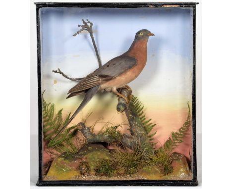 Taxidermy: A Cased Late Victorian Passenger Pigeon (†Ectopistes migratorius), a full mount adult male with head turning sligh