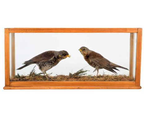 Taxidermy: A Cased Pair of Fieldfares (Turdus pilliaris), dated 1977, by Graham Teasdale, Taxidermist, Rotherham, South Yorks