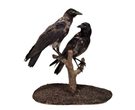 Taxidermy: A Pair of Hybrid Carrion X Hooded Crows, dated 1981, a full mount juvenile fledged male perched on a branch above 