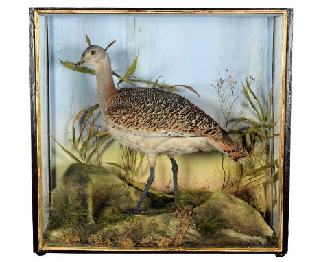 Taxidermy: A Large Late Victorian Cased Great Bustard (Otis tarda), dated 1880, by J. Travis, Naturalist, Animal &amp; Bird P