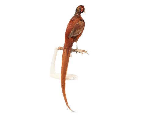 Taxidermy: A Hybrid Golden Pheasant X Ring-Necked Pheasant (Phasianus colchicus x Chrysolophus pictus), dated 1960, a full mo