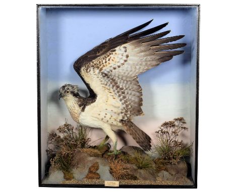 Taxidermy: A Late Victorian Cased Osprey (Pandion haliaetus), dated 1896, a superb full mount adult female with wings raised,