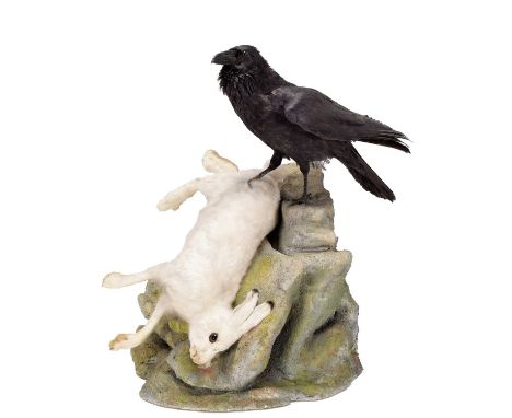 Taxidermy: A Raven with Mountain Hare Prey, circa 1935-1940, by Ernst Flükiger, Interlaken, Switzerland, a large full mount a