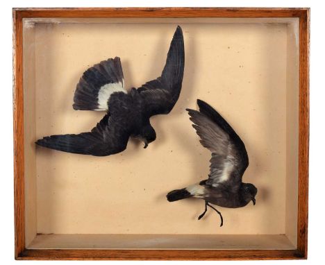 Taxidermy: A Late Victorian Cased Pair of European Storm Petrels (Hydrobates pelagicus), dated 1879, by Robert Duncan, Newcas