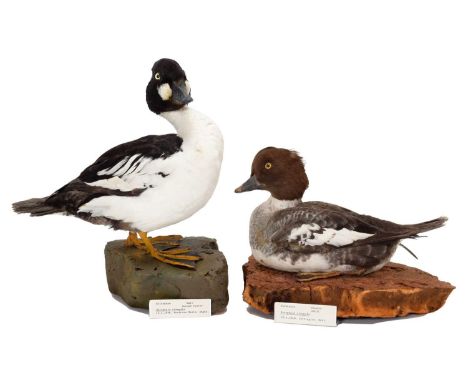 Taxidermy: A Pair of Goldeneye Ducks (Bucephala langula), dated 1940-1948, by Dr James Harrison, a full mount adult male Gold