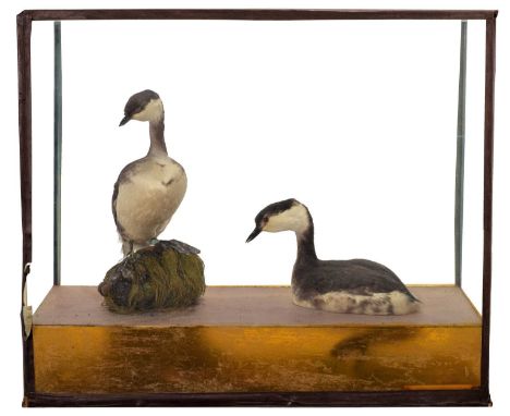 Taxidermy: A Cased Pair of Slavonian Grebes (Podiceps auritus), circa early-mid 20th century, a pair of full mounts in non-br