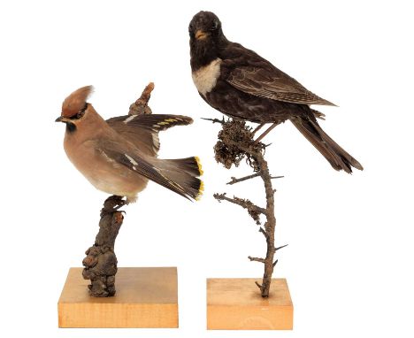 Taxidermy: A Ring Ouzel &amp; Bohemian Waxwing, dated 1919 &amp; 1929, purchased from George Bristow, purchased from George B