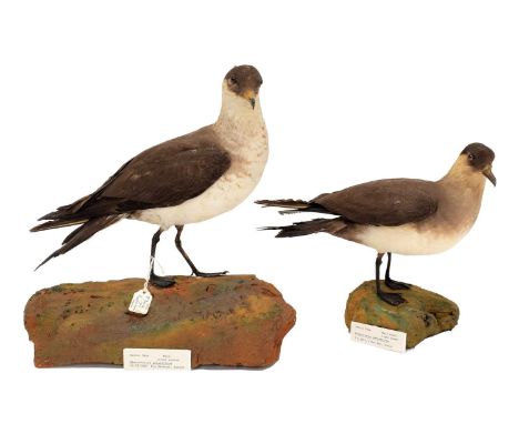 Taxidermy: A Pair of Arctic Skua's (Stercorarius parasiticus), dated 1912 &amp; 1927, a full mount adult male Arctic Skua in 