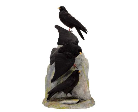 Taxidermy: A Trio of Alpine Choughs (Pyrrhocorax graculus), circa 1930, by Ernst Flükiger, Interlaken, Switzerland, a trio of