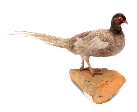 Taxidermy: An Unusual Ring-Necked Pheasant (Phasianus colchicus), dated 1974, a full mount adult cockbird with unusual silver