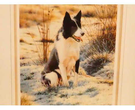Steven Townsend, a signed limited edition print 199/450, Take Five