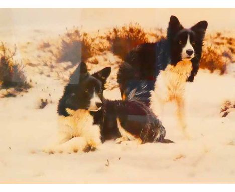 Steven Townsend, a signed limited edition print, Snow Search - number hidden by mount