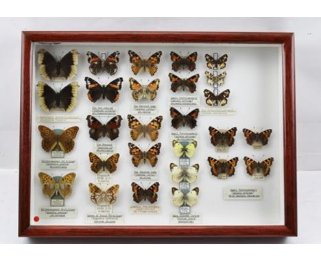 STRIKING COLLECTION OF "TEMPERATURE, GENETIC & WILD CAPTURE" ABERRATION OF BUTTERFLIES, to include CAMBERWELL BEAUTY (N. anti