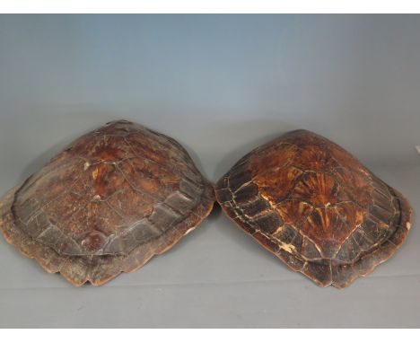 A Victorian pair of varnished sea turtle shells both approx 32cm wide, polished and ready for wall mounting
This item does no