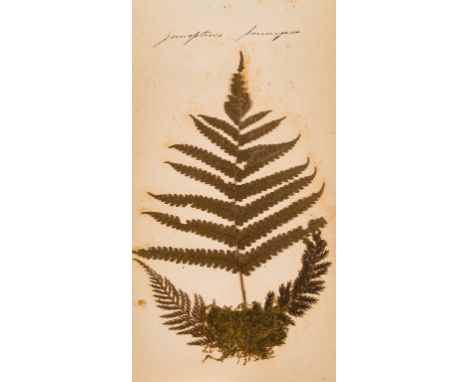 Ferns.- 2 Victorian albums of specimens of ferns, 2 vol., together 31 specimens of ferns (24 captioned in manuscript), all la