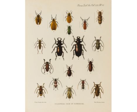 Ruwenzori Expedition.-  Transactions of the Zoological Society of London. Volume XIX., 23 chromolithographs, 1 lithograph, ve