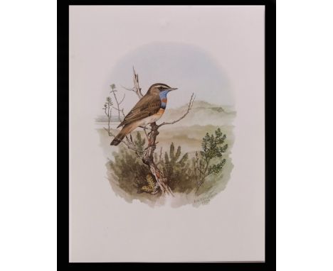 AFTER R A RICHARDSON Bird studies group of three coloured lithographic prints,&nbsp;‘Bluethroat' painted at Blakeney Point Na