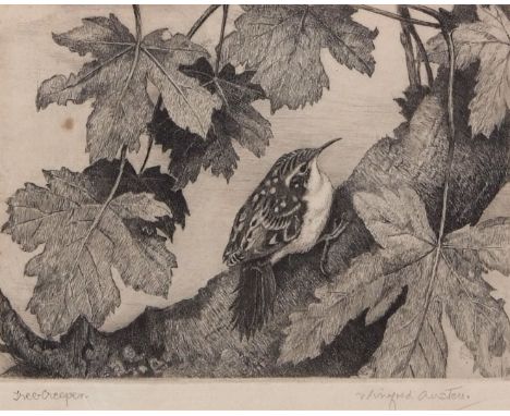 AR WINIFRED MARIE LOUISE AUSTEN (1876-1964) "Tree Creeper" black and white etching, signed and inscribed with title in pencil