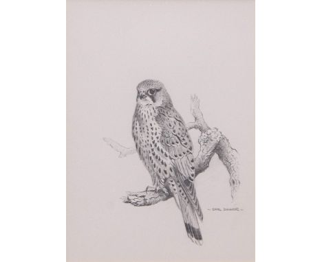 AR CARL DONNER (CONTEMPORARY) "Kestrel" pencil drawing, signed lower right 18 x 13cms 