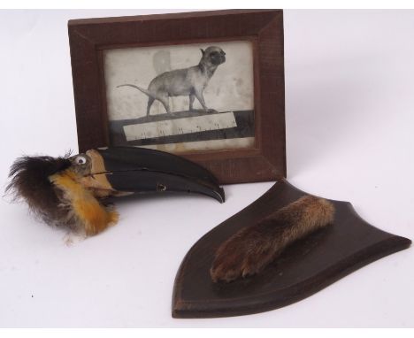 Taxidermy fox pad on shield mount by Peter Spicer &amp; Sons, Leamington 20 x 14cms together with a vintage photograph and To