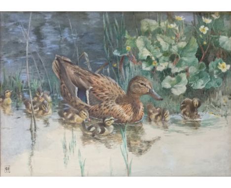•WINIFRED MARIE LOUISE AUSTEN (1876-1964) MALLARD AND HER DUCKLINGS Signed with monogram, watercolour and pencil 22 x 32cm.; 