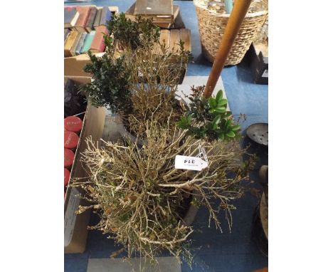 Two Ceramic Planters and Contents 