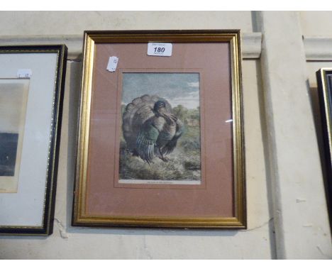 A Framed 19th Century Coloured Etching of a Turkey, the King of the Farm Yard 