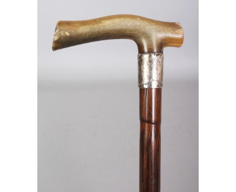 A HORN HANDLED BAMBOO WALKING STICK, with an engraved and hallmarked silver presentation collar dated 1905, the horn possibly