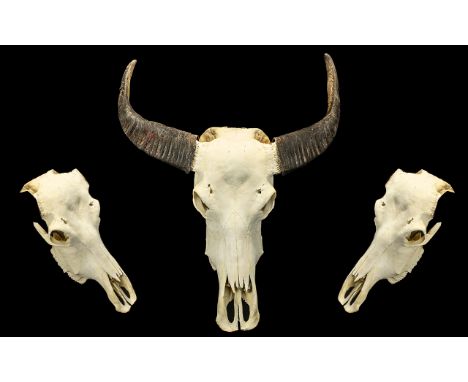 Antlers/Horns: African Hunting Trophy, Juvenile Cape Buffalo horns at the widest point measure approx 22 inches and the heigh